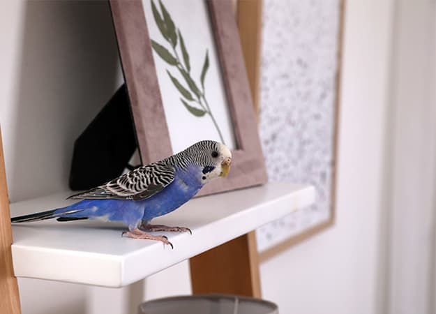 12Oaks-Beautiful light blue parrot on shelf indoors. Cute pet-ss-4 Best Companion Pets for Seniors
