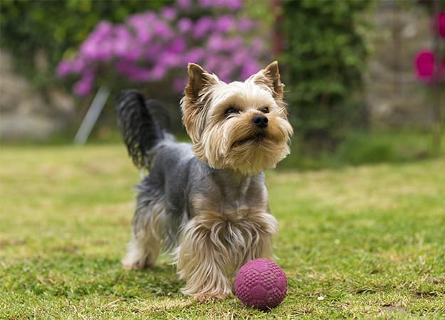12Oaks-Cute small playful yorkshire terrier-ss-6 Yorkshire Terrier