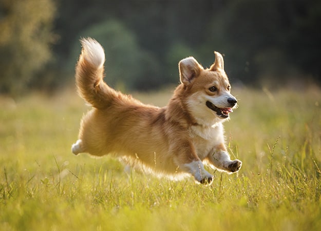 12Oaks-corgi dog pembroke welsh corgi running outdoor in summer park-ss-7 Corgi