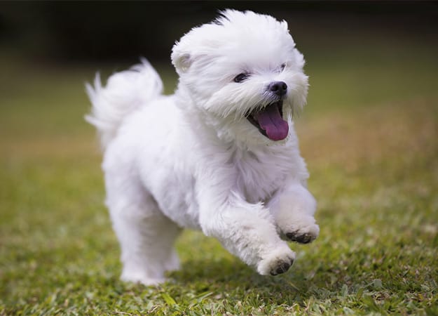 12Oaks-white maltese dog playing and running on green grass-ss-1. Maltese