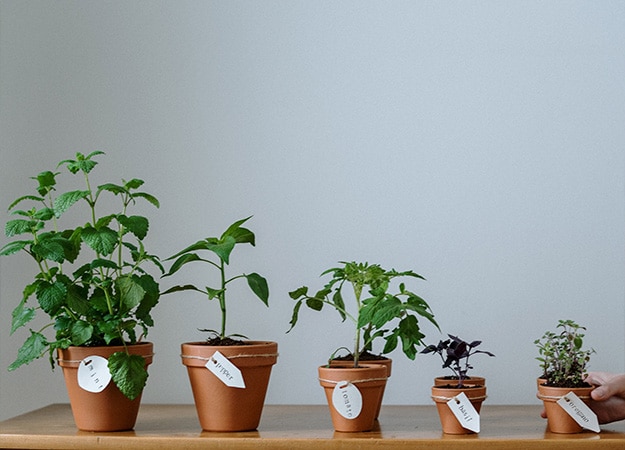 12Oaks-Potted-plants-pxls-1-Cultivate-a-Herb-Garden