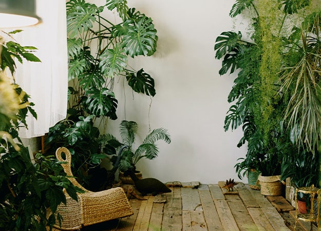 12Oaks-Pottes-plants-inside-a-house-pxls-5-Create-a-Home-Grown-Jungle
