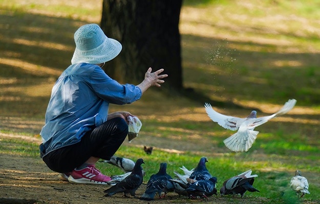Person-feeding-Flock-of-Pigeons-Bird-Watching-for-Seniors-Stay-Fit
